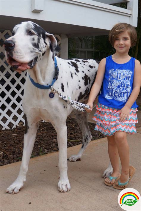 Their patience and protective nature have earned them a reputation as a great dog with children. Great Dane Puppies For Sale Fayetteville Nc