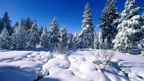 Wallpaper Pines Snow Snowdrifts River Water Hd Picture Image