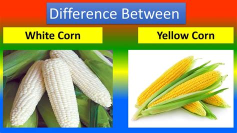 Difference Between White Corn And Yellow Corn Youtube