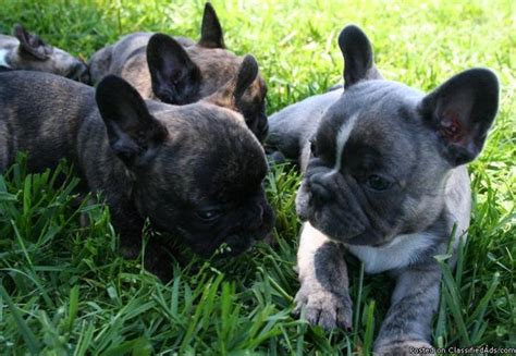 From the first hello to the last goodbye. Blue & Blue Carrier French Bulldog puppies for sale AKC ...