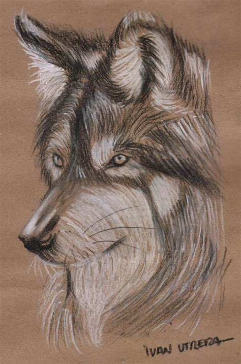 Lobo A Carboncillo Charcoal Sketch Drawing Sketches Drawing Inspiration