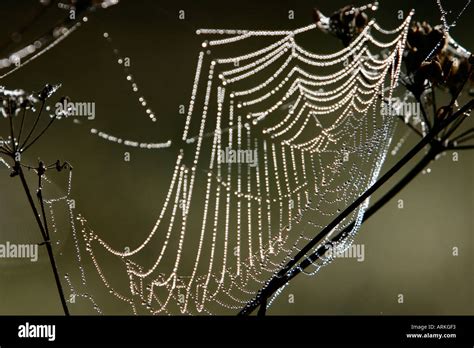 Morning Dew On Cobweb Stock Photo Alamy