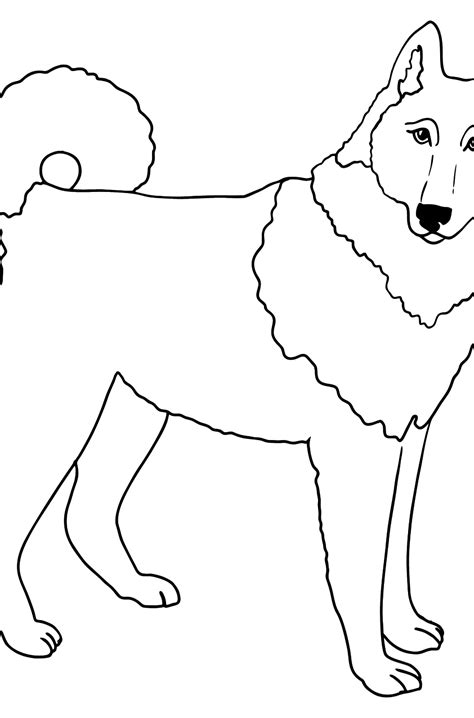 Siberian Husky Coloring Page ♥ Online