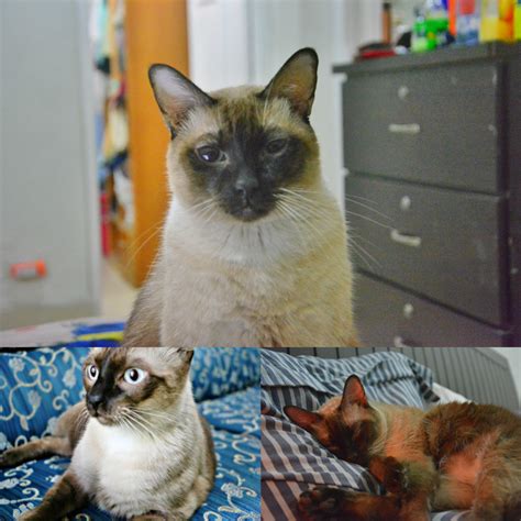 Pets Pakistan Siamese Cat For Adoption