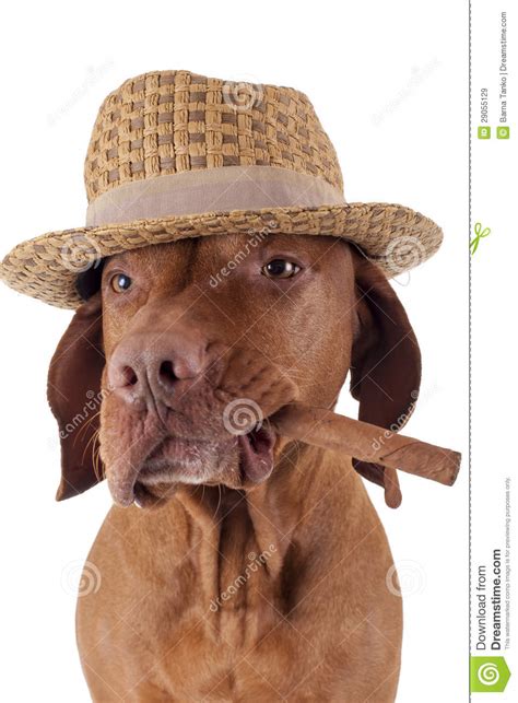 Dog With Cigar In Mouth Royalty Free Stock Images Image 29055129