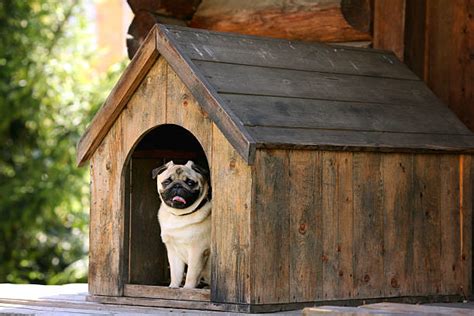 Royalty Free Dog House Pictures Images And Stock Photos Istock