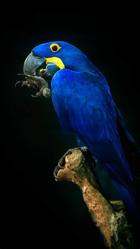 Afl808ace Purple And Blue Macaw Animal Photography Picture 96587294
