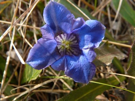 Gentian Alpine Flower Mountain Flower 229542 Photos Free Download