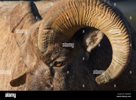 Close Up Detail Portrait Of A Rocky Mountain Bighorn Sheep Ram Ovis