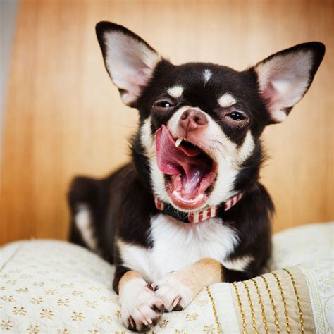 Little Known Facts About The Chihuahua Rat Terrier Mix