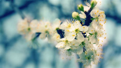 28 Spring Wallpapers Backgrounds Images Freecreatives