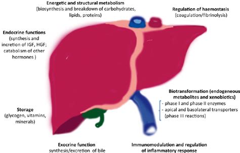 Diagram Of Liver The Liver Anatomy Poster Shows Location Of Liver On