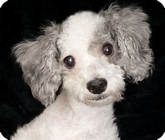 Before inquiring about a ragom dog, please note the dog's status ready to adopt? Chicago, IL - Poodle (Miniature). Meet Princess a Dog for ...