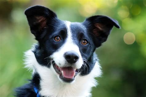 Border Collie Ears The Complete Guide 2023 Canine Hq