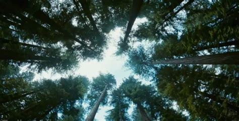 Un Mundo Perfecto El Arbol De La Vida De Terrence Malick Gana La Palma