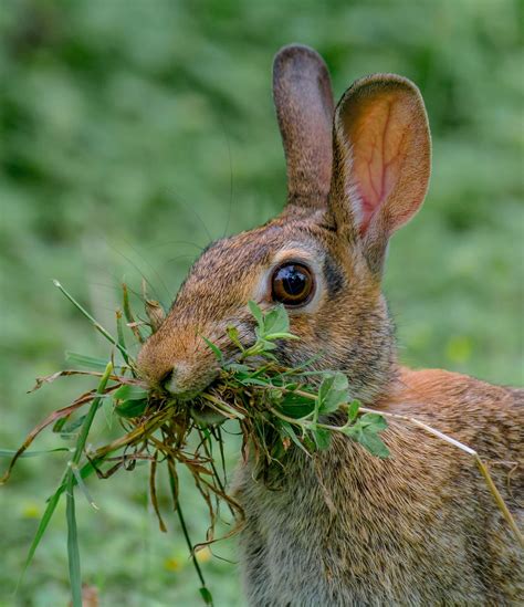 Eastern Cottontail Rabbit — Heymrjim Podcasts For Kids