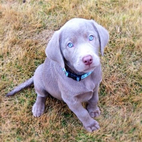 Abandoned puppy sleeps with the guy who rescued her. Silver lab puppy, with bright blue eyes | L.I.V.E ...