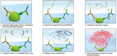 Matched antibody pairs for various purposes (Resources)