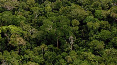 Amazzonia Selvaggia Su Natgeo Wild Uno Speciale Sul Polmone Del