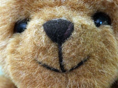 Teddy Bear Face Free Stock Photo Public Domain Pictures