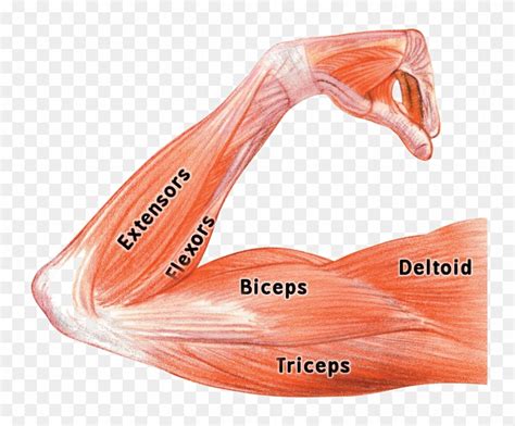 Human Muscle Flexing Anatomy