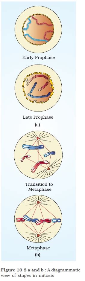 Boost your exam preparations with ncert solutions for class 9 science chapter 6 and score more important topics of ncert class 9 science chapter 6 tissues: NCERT Class XI Biology: Chapter 10 - Cell Cycle And Cell ...
