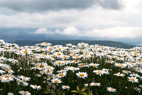 Daisy Field In Summer On Top Of The Mountain Stock Photo Image Of