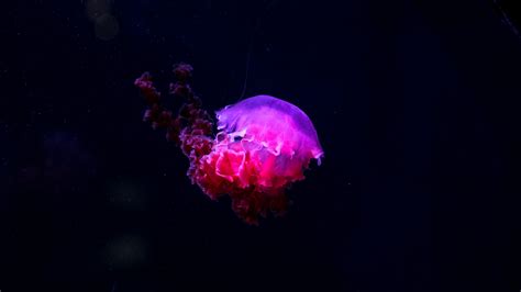 Jellyfish Underwater World Glow Neon Phosphorus 4k Hd Wallpaper