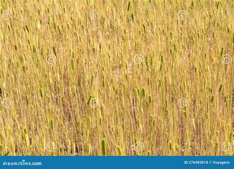 Sunny Gold Wheat Straws Stock Photo Image Of Field 276983818