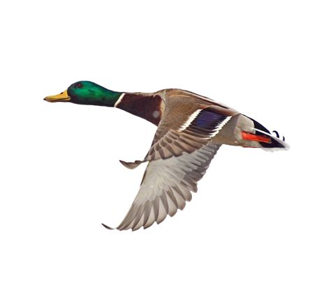 Duck Drake In Flight By Prussiaart On Deviantart