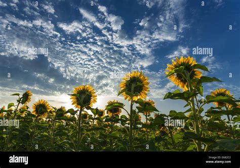 Sunflowers Facing The Sun Under Beautiful Sky Stock Photo Alamy