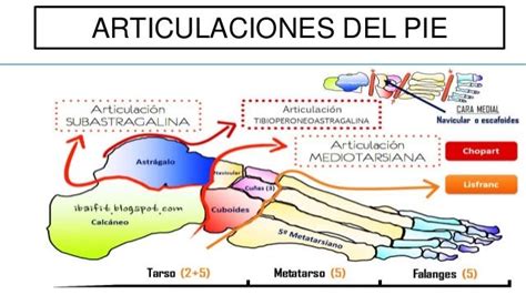 Articulaciones Del Pie