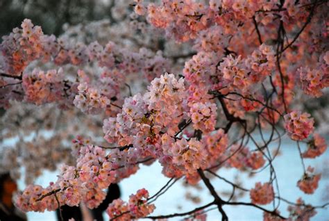 National Cherry Blossom Festival Maryland Historic District