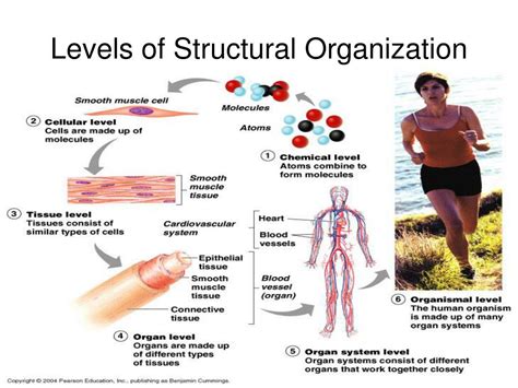 Ppt The Human Body An Orientation Powerpoint Presentation Free