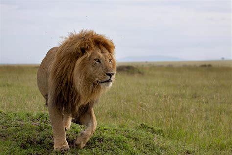 The Most Beautiful Lion Of The Masai Mara Photograph By Maggy Meyer