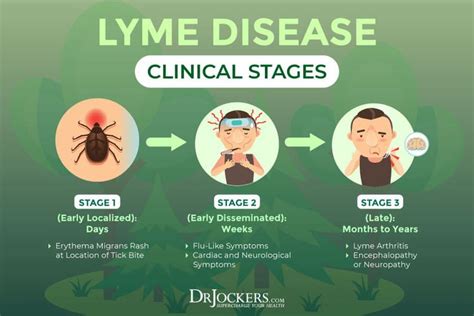 Chronic Lyme Disease Symptoms Causes And Coinfections Lyme Disease