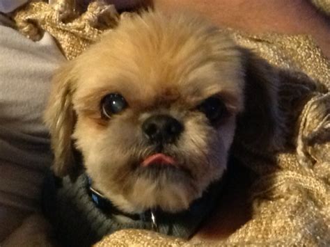 The pekingese breed comes from china originally. Bubba Gump, my Shih-Tzu/Pekingese mix. | Love My Lab ...