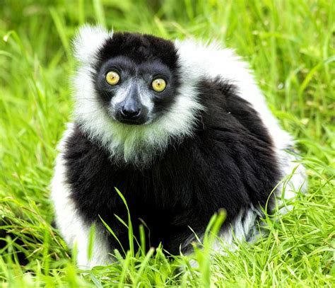 1008 Best Images About Lemur Sloth And Loris On Pinterest