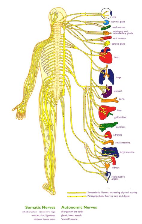 Nerve Anatomy Whole Body