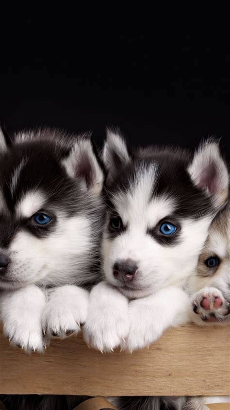 Wallpaper Husky Puppy Cute Animals 4k Animals 17835