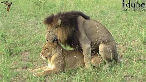 Wildlife Lion Pairing Rituals Witnessed In South Africa