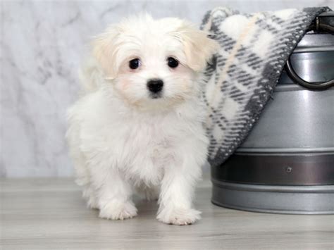 Coton De Tulear Dog White Id2941182 Located At Petland Lewis Center