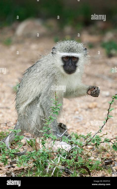 Portrait Of A Vervet Monkey Chlorocebus Pygerythrus Sitting Looking