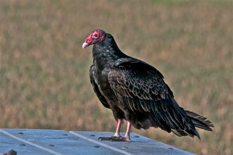 Dsc1923 Adult Turkey Vulture Brian Ralphs Flickr