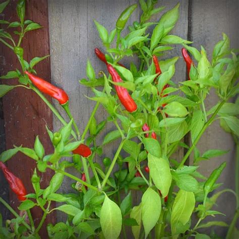 Wayland chiles japones chile, 20 seeds 5 out of 5 stars1 $4.00$4.00. BIG LIST OF HOT PEPPERS - Cayenne Diane