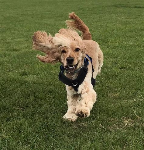 Best Behaviour Dog Training Stowmarket Suffolk England Uk Dog
