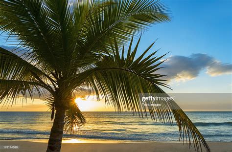 Jamaica Palm Tree On Beach At Sunset High Res Stock Photo