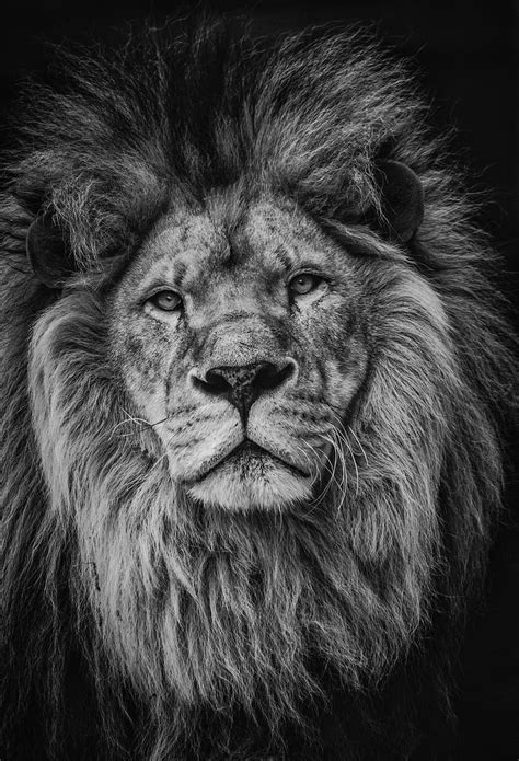 Hd Wallpaper Grayscale Photography Of Lion Lion Feline Mammal