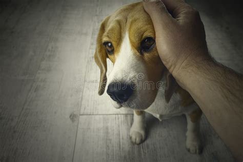 Close Up Of A Beagle Dog And A Man S Hands Stroking Her Head Love