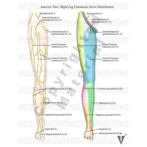 Stock Lower Limb Innervation — Illustrated Verdict